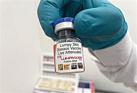 First indigenous lumpy vaccine gets approval, a big achievement in the ...