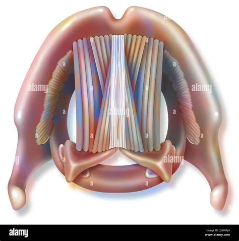 Vocal Cords Anatomy