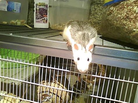 Ratten Kleinanzeigen | Ratten Annoncen | Ratten Inserate | Ratten ...