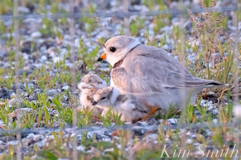 Piping Plover Chicks Good Harbor Beach Parking Lot.-4 JPG | Kim Smith Films