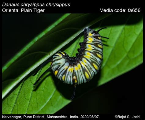 Danaus chrysippus | Butterfly