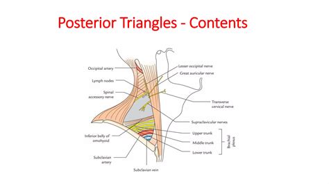 Posterior triangle of neck | PPTX