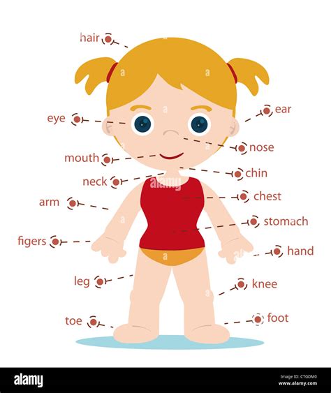 Anatomy Body Poster Stock Photos & Anatomy Body Poster Stock Images - Alamy