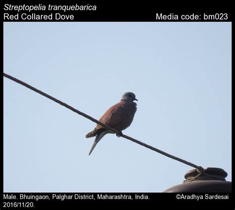 Streptopelia tranquebarica (Hermann, 1804) - Red Collared Dove | Birds
