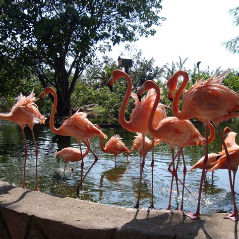 ZOOLOGICO DE VALLARTA (2025) All You Need to Know BEFORE You Go (with ...