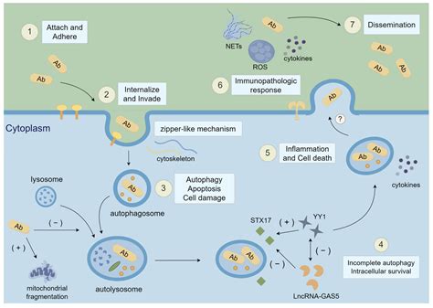 Virulence Factors and Pathogenicity Mechanisms of Acinetobacter ...