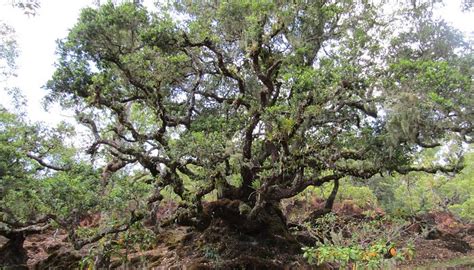 GUNUNG MUTIS NATURAL RESERVE - All You Need to Know BEFORE You Go 2026 ...
