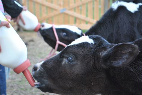 Strategies for successful calf rearing - ProCalf Milk Replacer