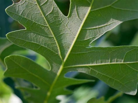 Burr Oak Tree Leaves Crushed Premium Oak Leaf Pure Botanical Wonder - Etsy