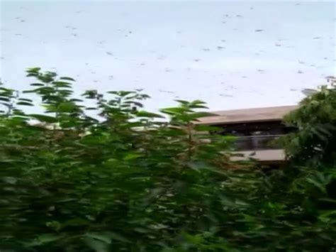 Locusts swarms spotted in multiple places in Gurugram