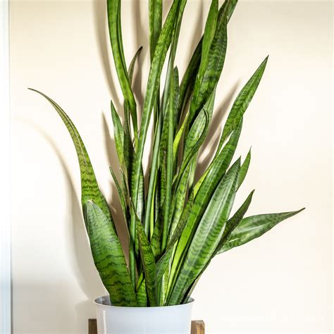 Plants Sansevieria Trifasciata Snake Plant Floral & Garden Crafts etna ...