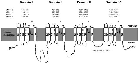 Marine Toxins That Target Voltage-gated Sodium Channels