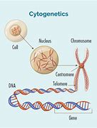 Image result for cytogenic zone