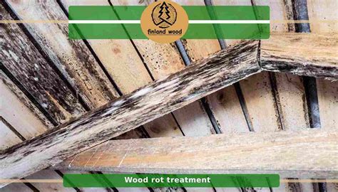 Image result for Tree Rot Treatment