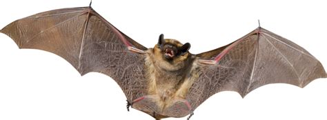 Image result for Bat Python Turtle