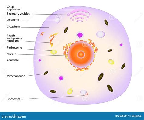 Animal Cell Structure Vector Illustration | CartoonDealer.com #157126818