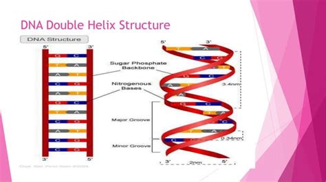 Image result for Pascal Triangle Explained