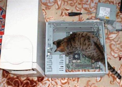 Image result for Cat Fixing Computer