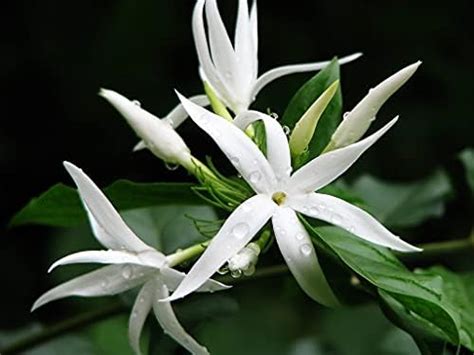 Jasmine Jai Jui Chameli flower live plant For Home Gardening Pack Of 1 ...