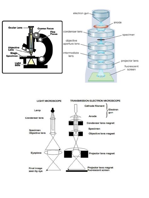 Types of Microscopy 的图像结果