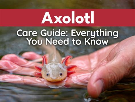 How to Care for an Axolotl? Complete Guide