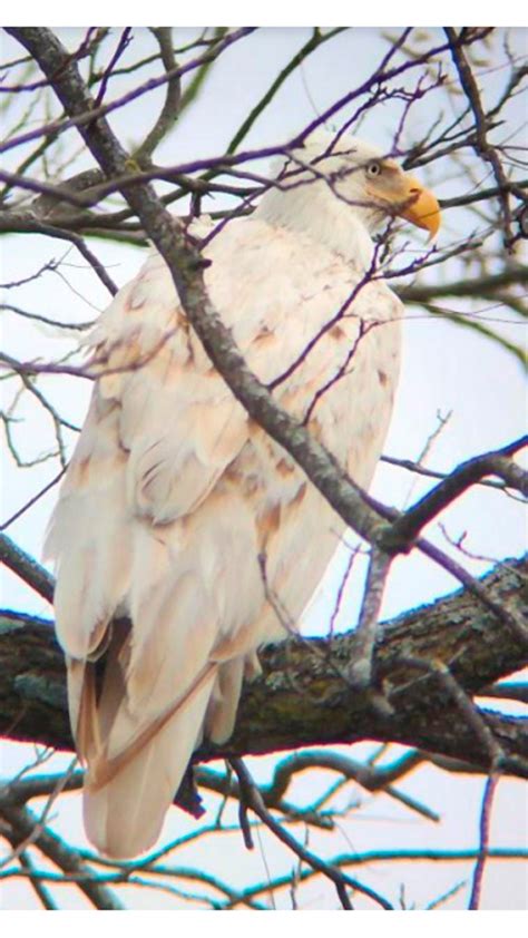 Leucistic bald eagles are rare due to their nearly all-white feathers ...