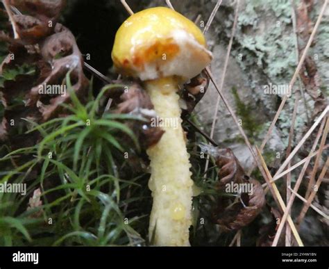 Chicken Fat Mushroom (Suillus americanus Stock Photo - Alamy