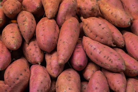 红薯丰收，用了娘家人，“薯”你最棒！-公司动态-最新动态-康拓森生物科技有限公司
