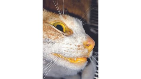 Yellow fellow: The case of the jaundiced Cat – Animal Scene Magazine