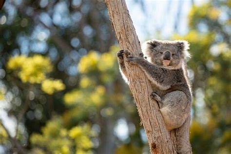 Australian Experience at Werribee Open Range Zoo 2022 - Melbourne - Viator