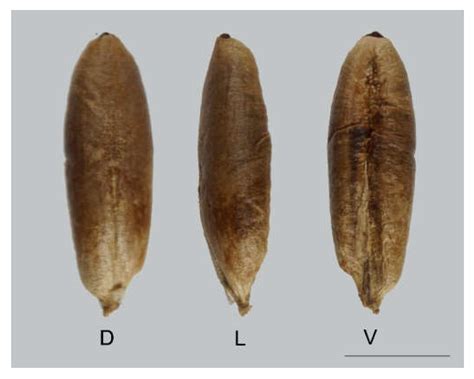 Seed Geometry in the Arecaceae