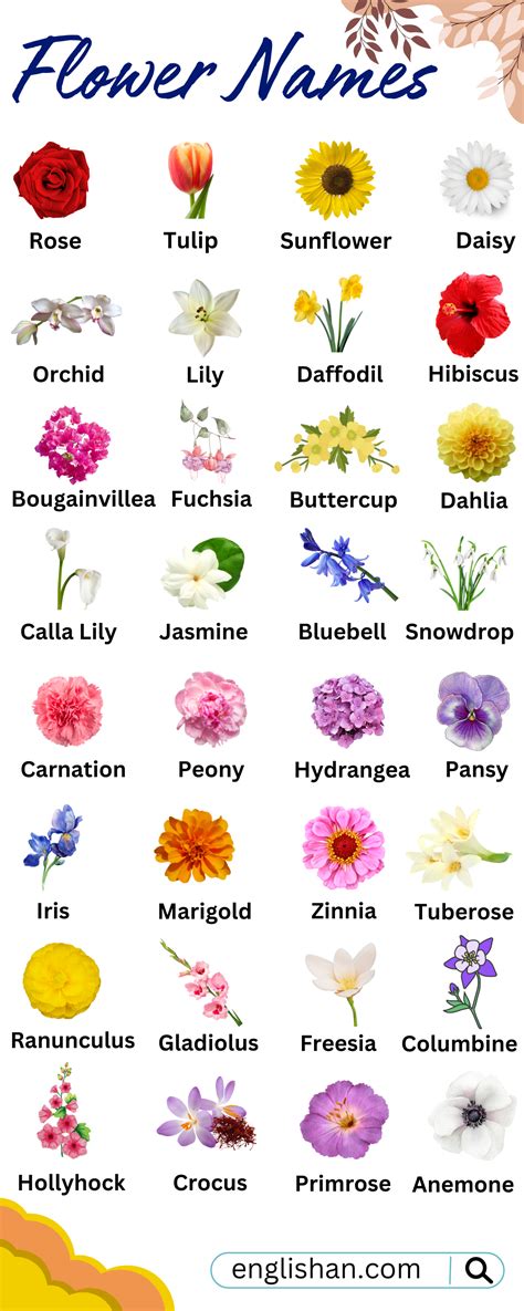 Pictures Of Flowers With Names In English