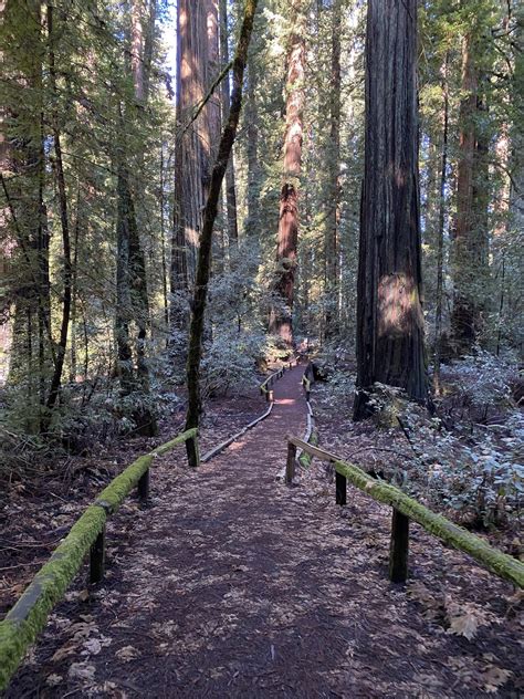 Escape To The Redwood Giants: A Journey To Richardson Grove State Park