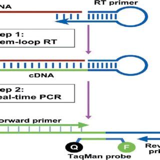Image result for Two-Step RT-PCR Run