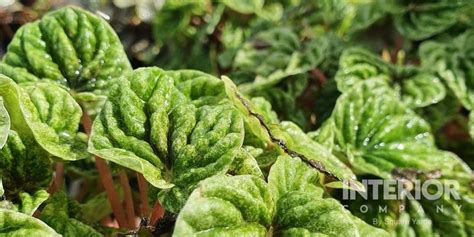 Enhance Your Home with Indoor Hanging Plants | Green Home Decor