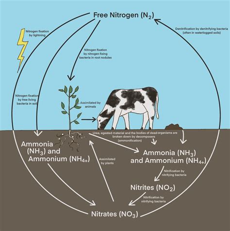 Ammonification Nitrogen Cycle