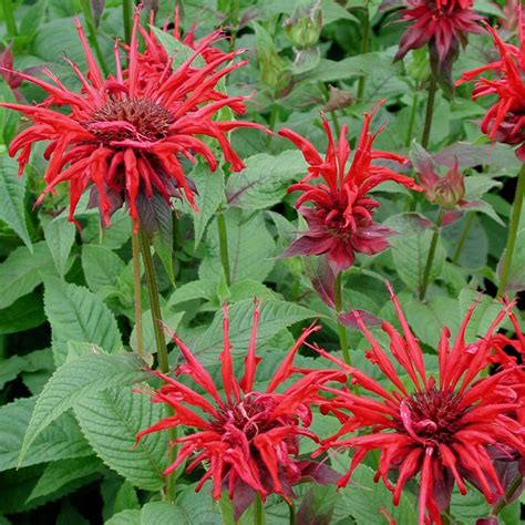 Bee Balm Plant
