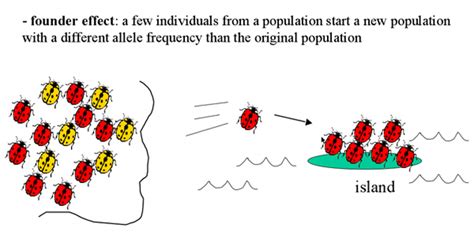 Image result for Genotype Example