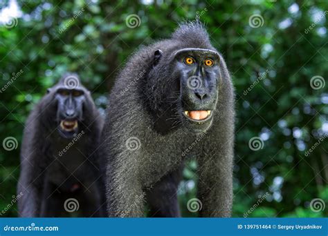 Smiling Macaque. Celebes Crested Macaque , Also Known As the Crested ...