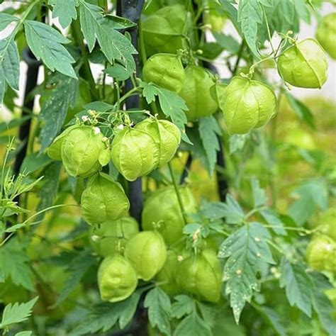 Pondicherry Institute of Agricultural Sciences | First Diploma in ...