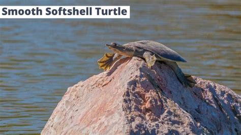 Image result for Softshell Turtle Tank