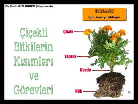 Çiçekli Bitkilerin Kısımları ve Görevleri