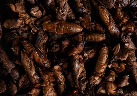 Lovely grub: Are insects the future of food?