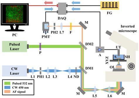 Hybrid Autofluorescence and Optoacoustic Microscopy for the Label-Free ...