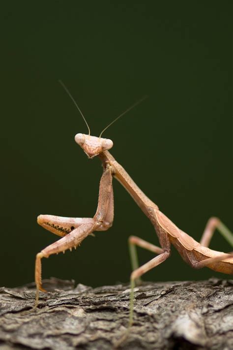 Brown Female Praying Mantis