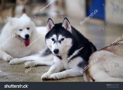 Are Samoyeds Huskies