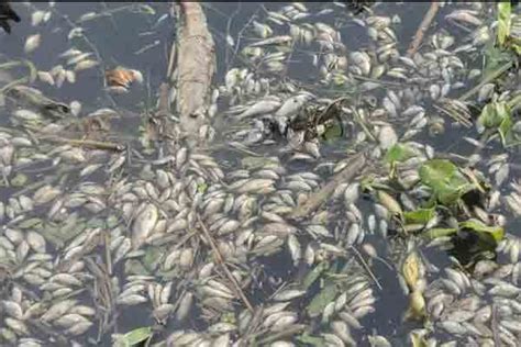 Lots of Fish died in Jalangi River due to pollution