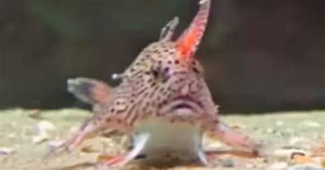 Spotted Handfish Makes Surprise Comeback