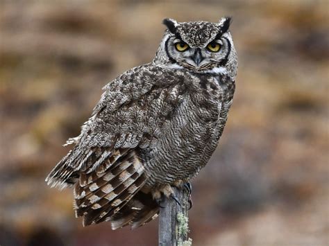 Пугач магеланський - eBird