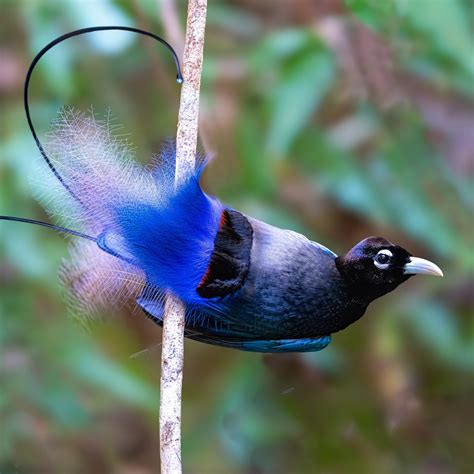 The Blue Bird Of Paradise Emperor Bird Of Paradise & Blue Bird Of